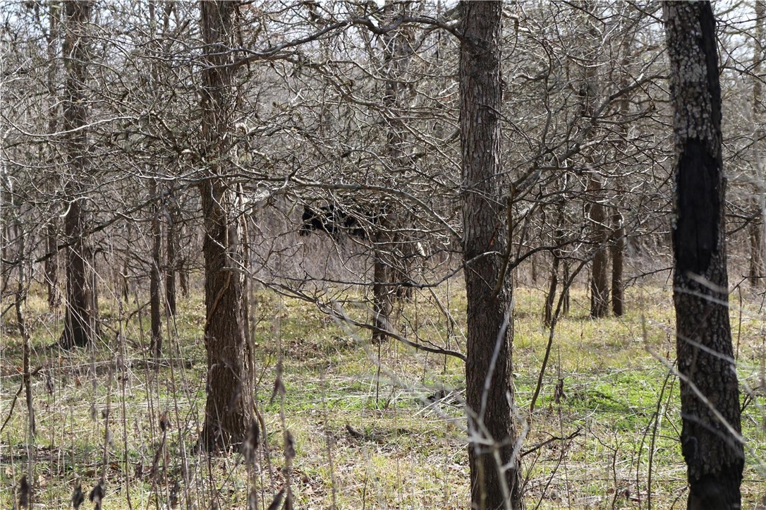 37.5 Antioch Road Midway, TX 75852 - Photo 24 of 24