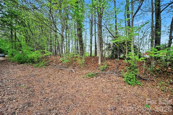 a view of a yard with plants and large trees