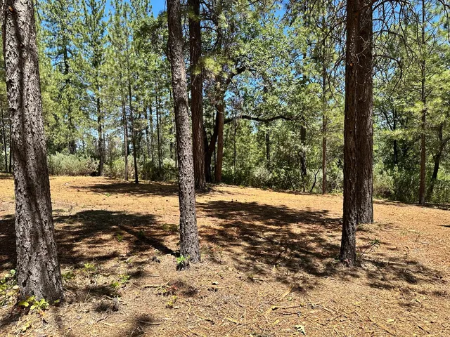 a view of a yard with trees