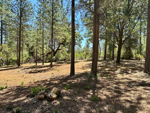 a view of a yard with a tree