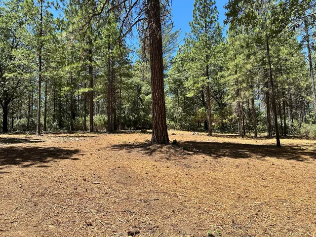 a view of a yard with trees