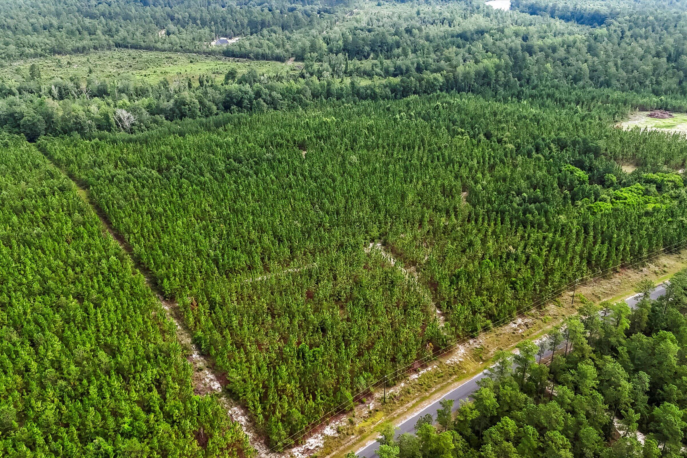 687 White Pond Road Williston, SC 29853 - Photo 11 of 16