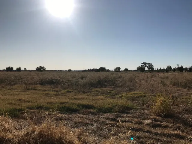 a view of a dry yard with trees