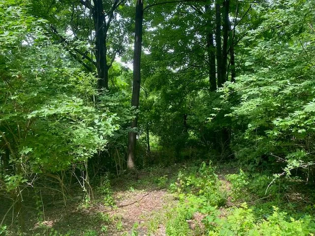 a view of a lush green forest