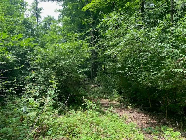 a view of a lush green forest