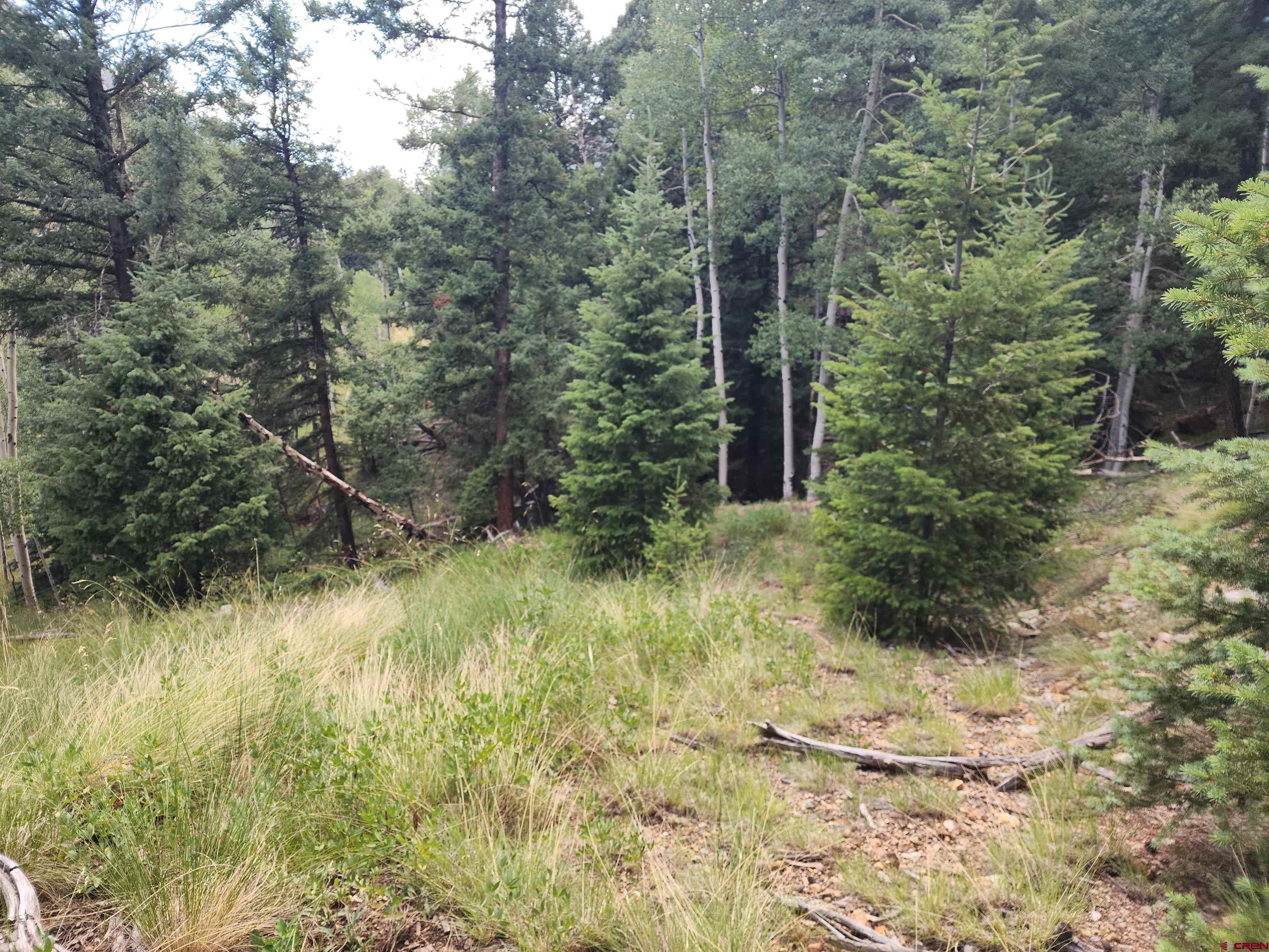 71 Lots 4-6 Del Norte, CO 81132 - Photo 2 of 6 a view of a yard with large trees