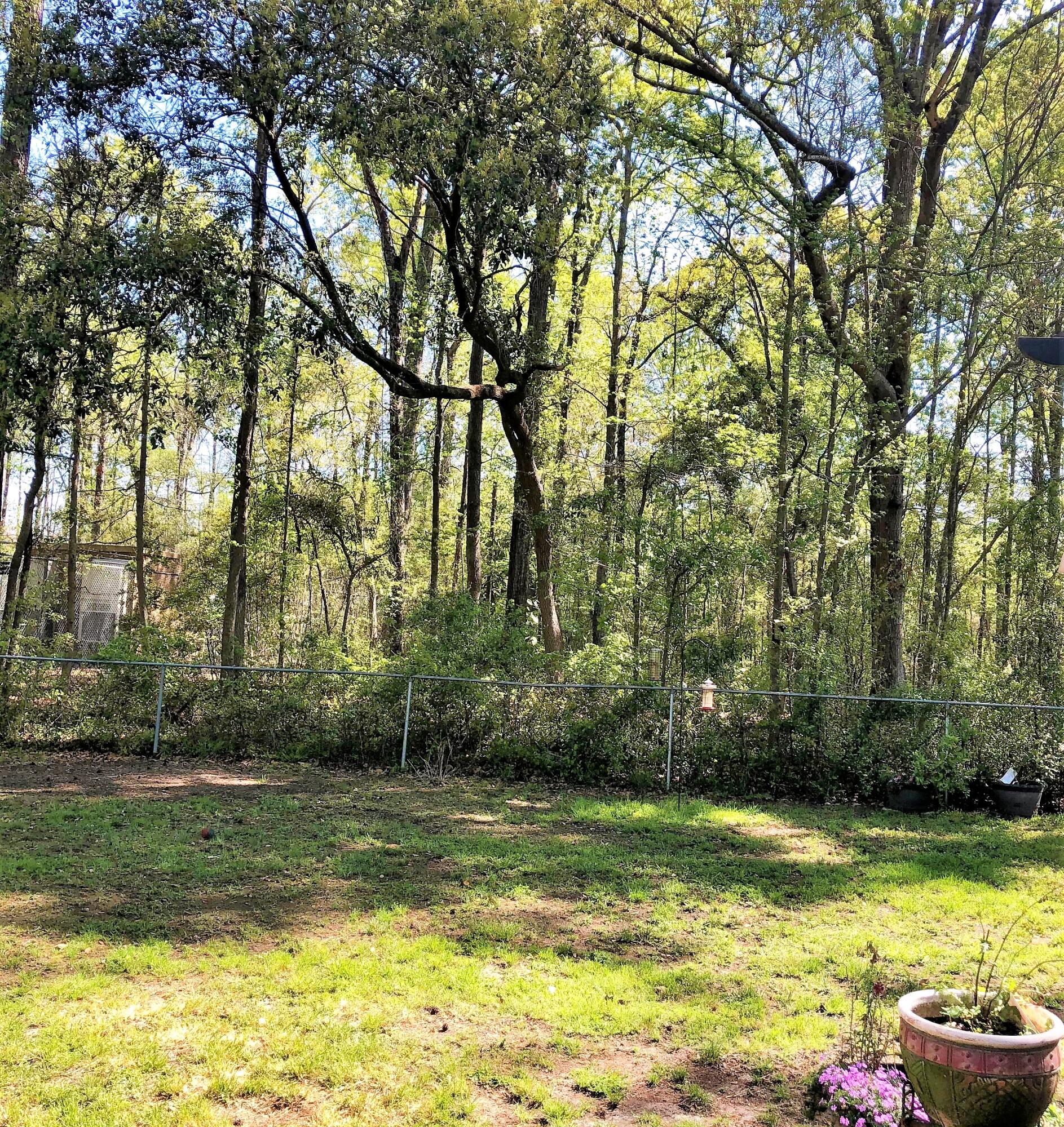 69 Burnt Mills Road Goose Creek, SC 29445 - Photo 24 of 25 Backyard