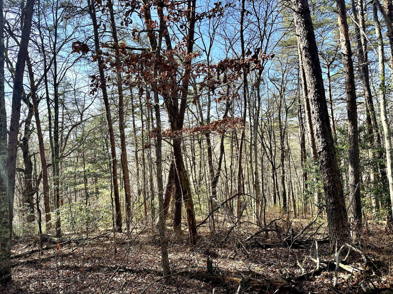 0 Hobbstown Road Dunlap, TN 37327 - Photo 2 of 8 Tract 18 IMG_2419