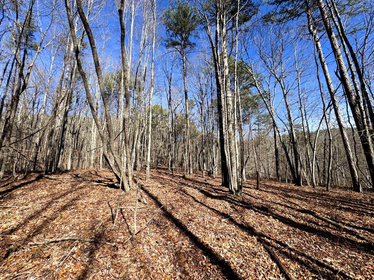 0 Hobbstown Road Dunlap, TN 37327 - Photo 3 of 8 Tract 18 IMG_0024