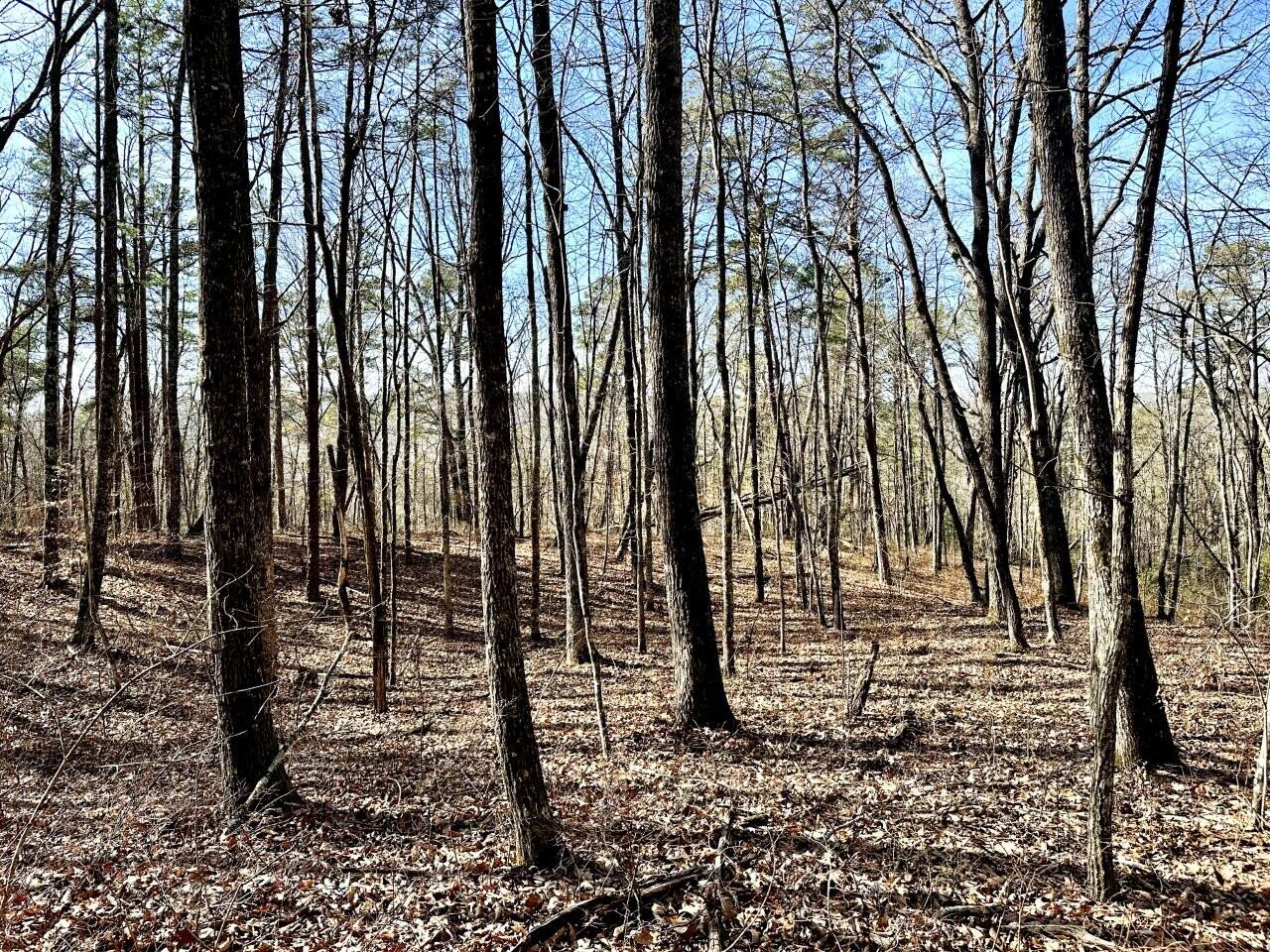 0 Hobbstown Road Dunlap, TN 37327 - Photo 8 of 8 Tract-18-IMG_2413