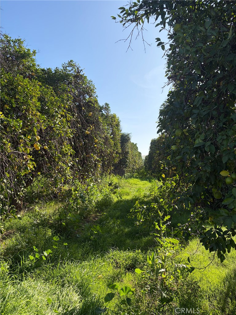 0 Dufferin Avenue Riverside, CA 92504 - Photo 3 of 4 a view of a garden