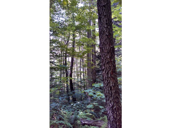 Lot 105 Vt Route Readsboro, VT 05350 - Photo 11 of 27
