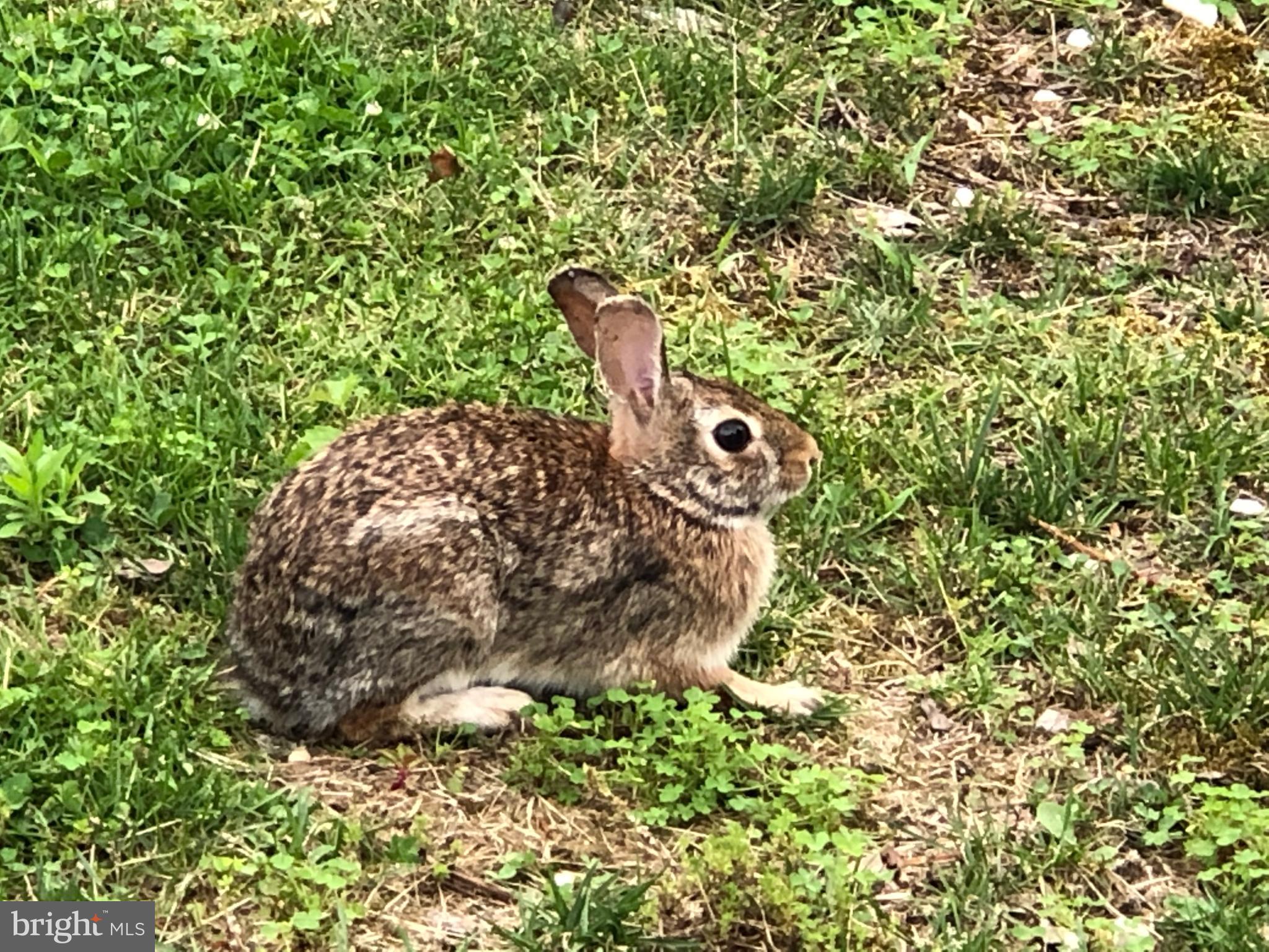 2357 Bear Den Road Frederick, MD 21701 - Photo 17 of 98 Bunny Has Already Moved In