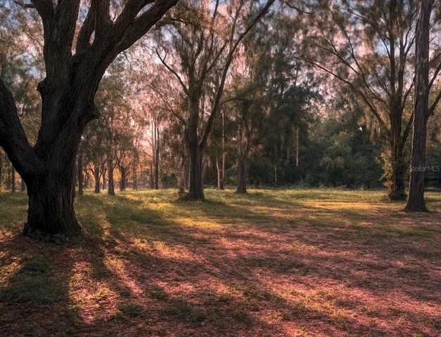a view of backyard with large trees