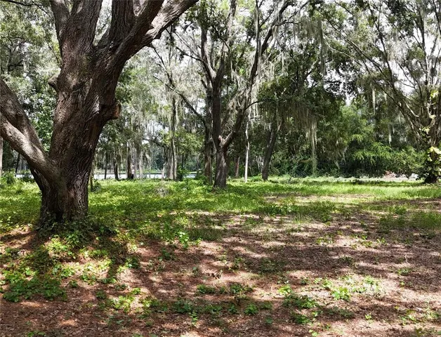 a view of a park with large trees