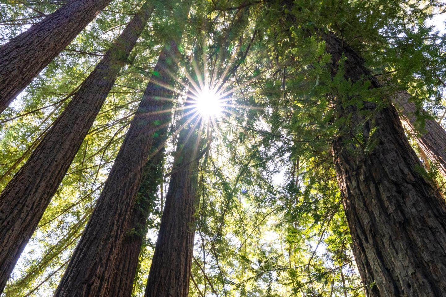 22540 Echo Drive Los Gatos, CA 95033 - Photo 35 of 41 a close up of a tree