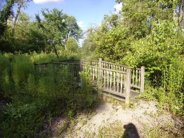 a view of a backyard with large trees