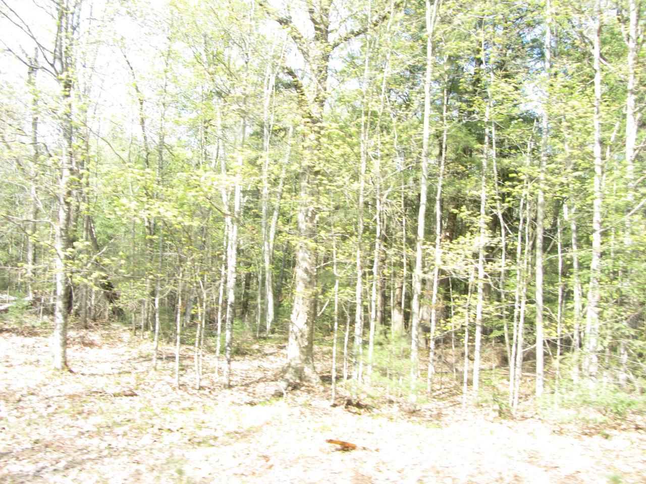 10-ac On Deerskin Road Phelps, WI 54554 - Photo 12 of 12 Gallery Image 12