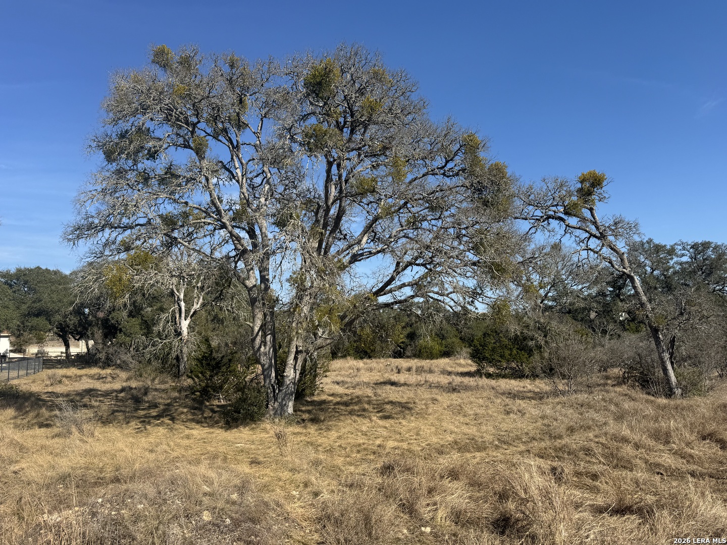 223 George Dolson Blanco, TX 78606 - Photo 12 of 16 a view of a yard with a tree