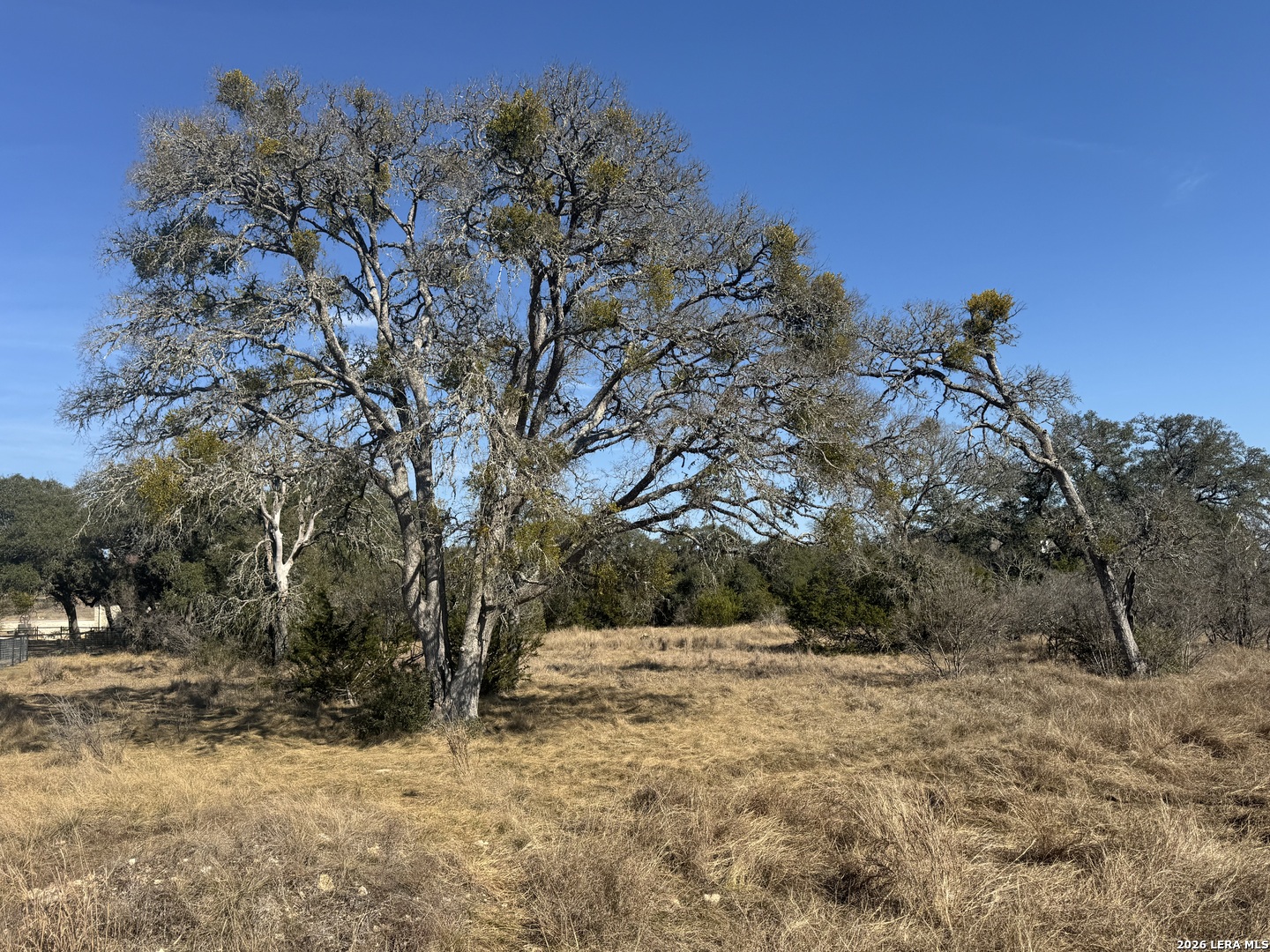 223 George Dolson Blanco, TX 78606 - Photo 5 of 16 a view of a yard with a tree