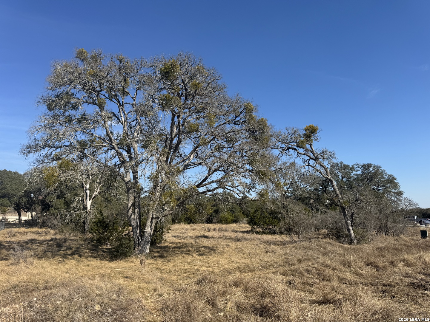 223 George Dolson Blanco, TX 78606 - Photo 6 of 16 a view of a yard with a tree