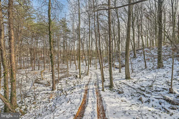 a view of a yard with lots of trees