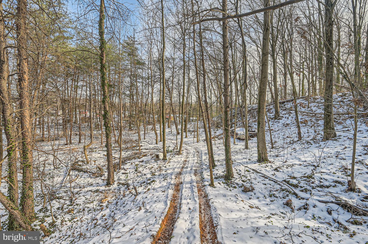 Sumter Avenue Rosedale, MD 21237 - Photo 3 of 11 a view of a yard with lots of trees