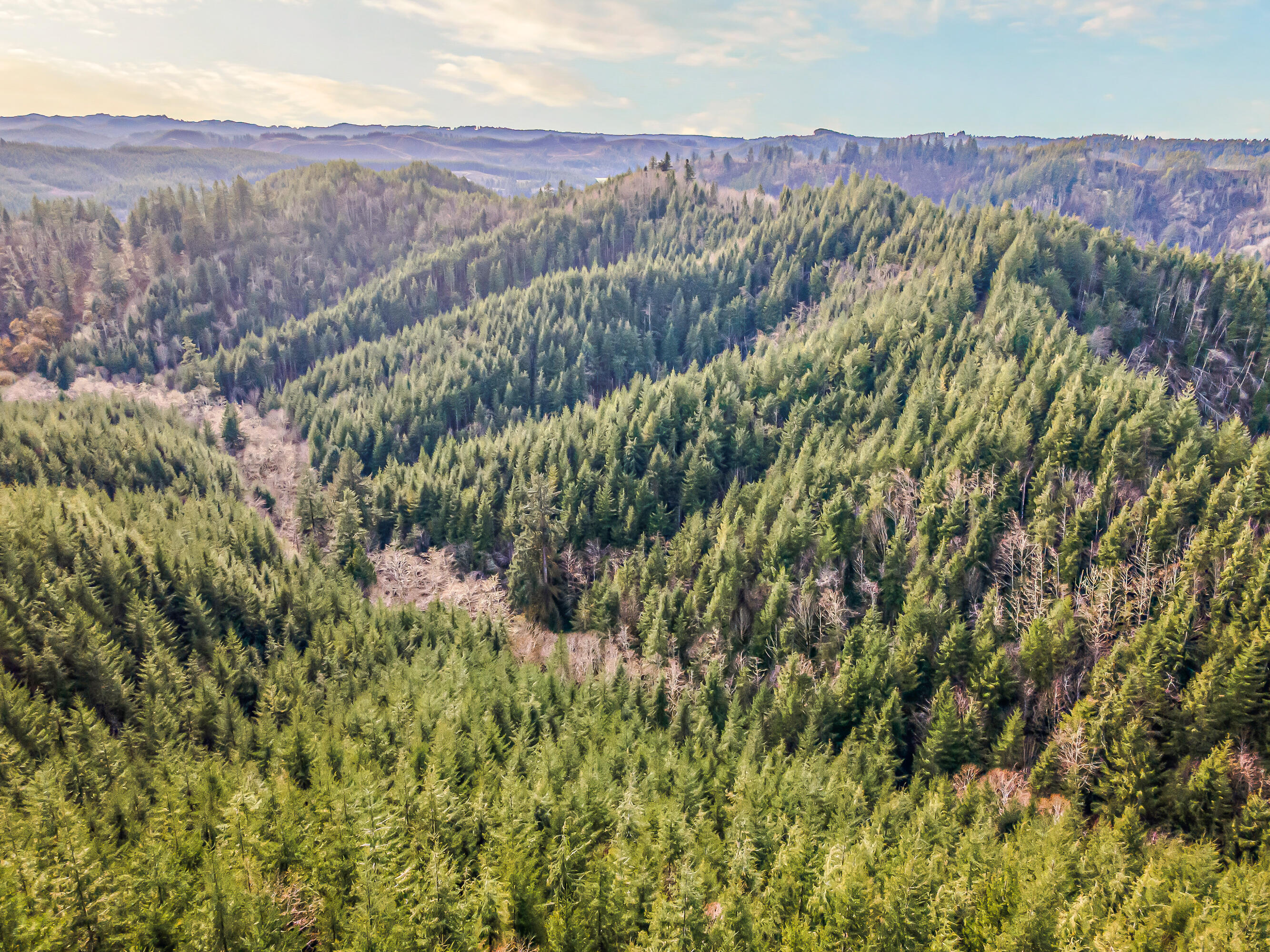 0 Criteser Loop Toledo, OR 97391 - Photo 4 of 31 DJI_0604