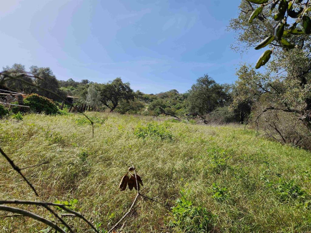 4800-blk 5th 4800-blk 5th Street Fallbrook, CA 92028 - Photo 12 of 17 a view of a yard with a tree