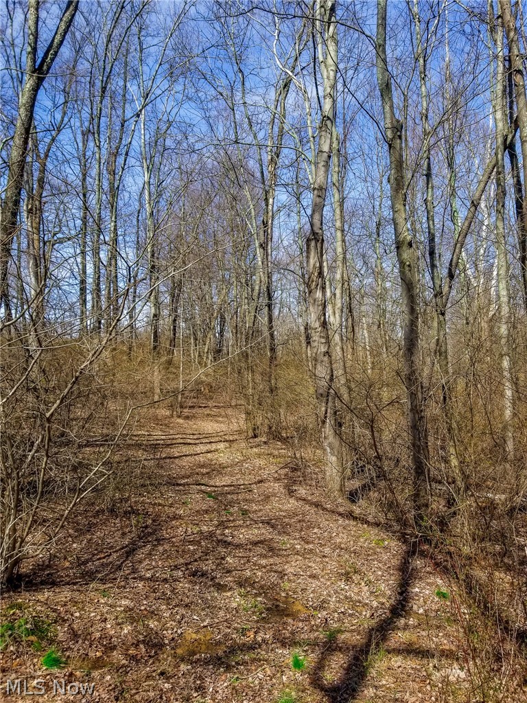 17805 Early Cemetary Road Kimbolton, OH 43749 - Photo 17 of 30 View of nature