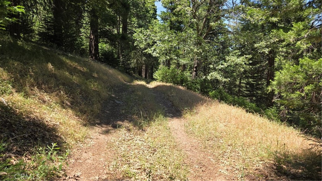0 Deer Run Road Cedarpines Park, CA 92322 - Photo 4 of 14 a view of a yard with trees