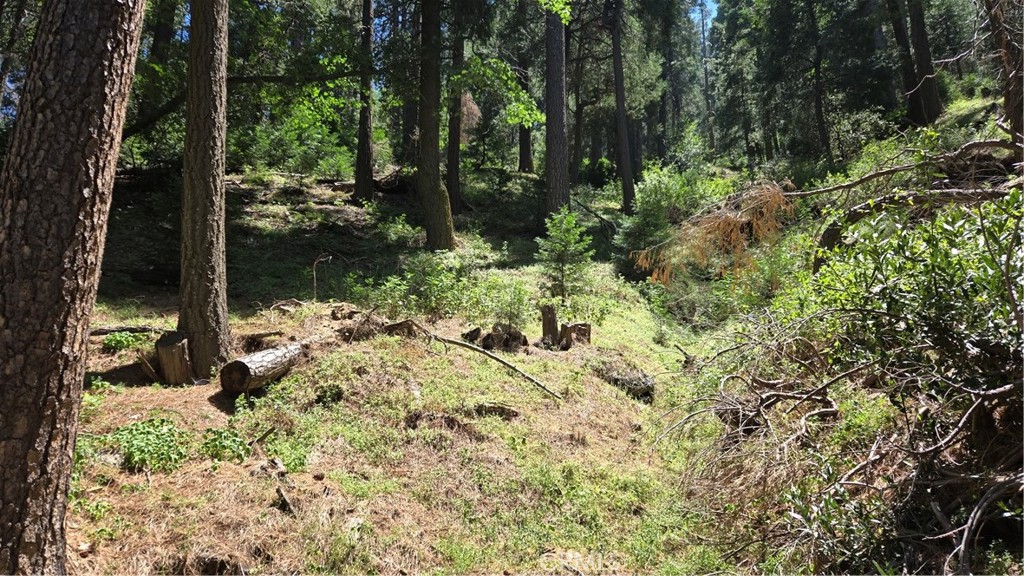 0 Deer Run Road Cedarpines Park, CA 92322 - Photo 5 of 14 a view of backyard with tree