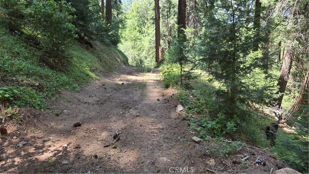 0 Deer Run Road Cedarpines Park, CA 92322 - Photo 8 of 14 a view of a forest with trees in the background
