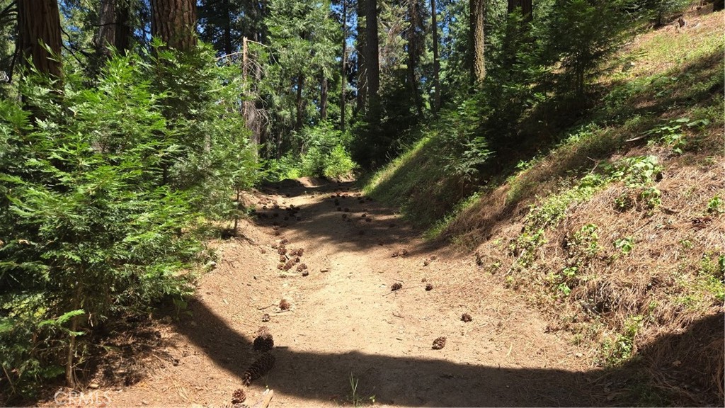 0 Deer Run Road Cedarpines Park, CA 92322 - Photo 9 of 14 a view of a yard with a tree