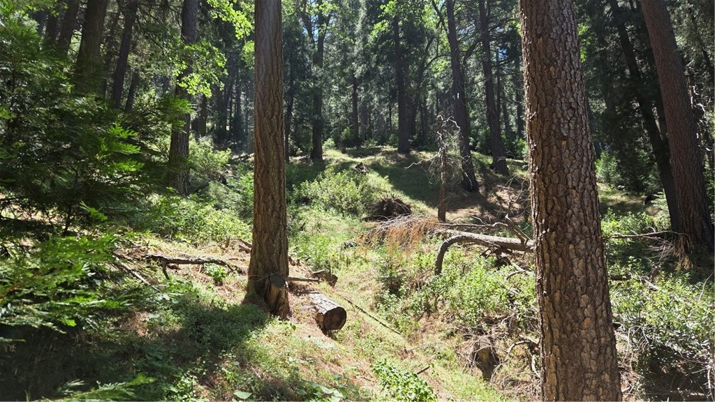 0 Deer Run Road Cedarpines Park, CA 92322 - Photo 10 of 14 a view of outdoor space and garden