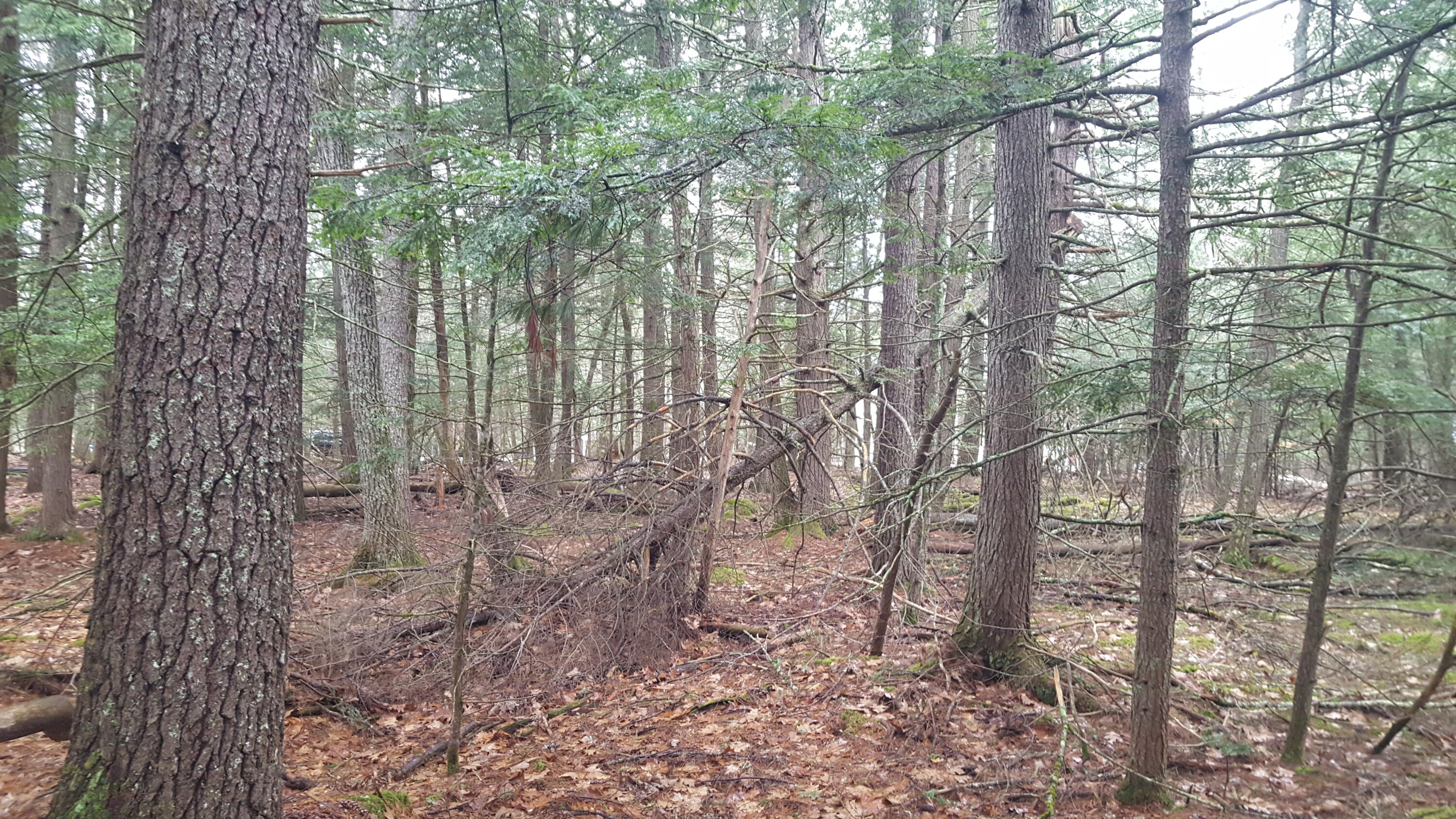 53 Johnson Road Windham, ME 04062 - Photo 14 of 22