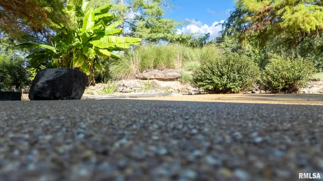 a picture of flowers and tree
