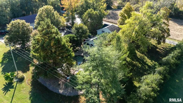 a close up of a flower in a garden