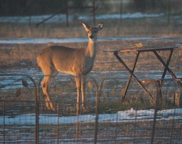 2376 Farm To Market Road 2264 Decatur, TX 76234 - Photo 9 of 39 a view of entryway