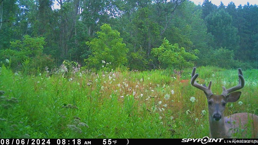 3940 Wilder Road Metamora, MI 48455 - Photo 5 of 42
