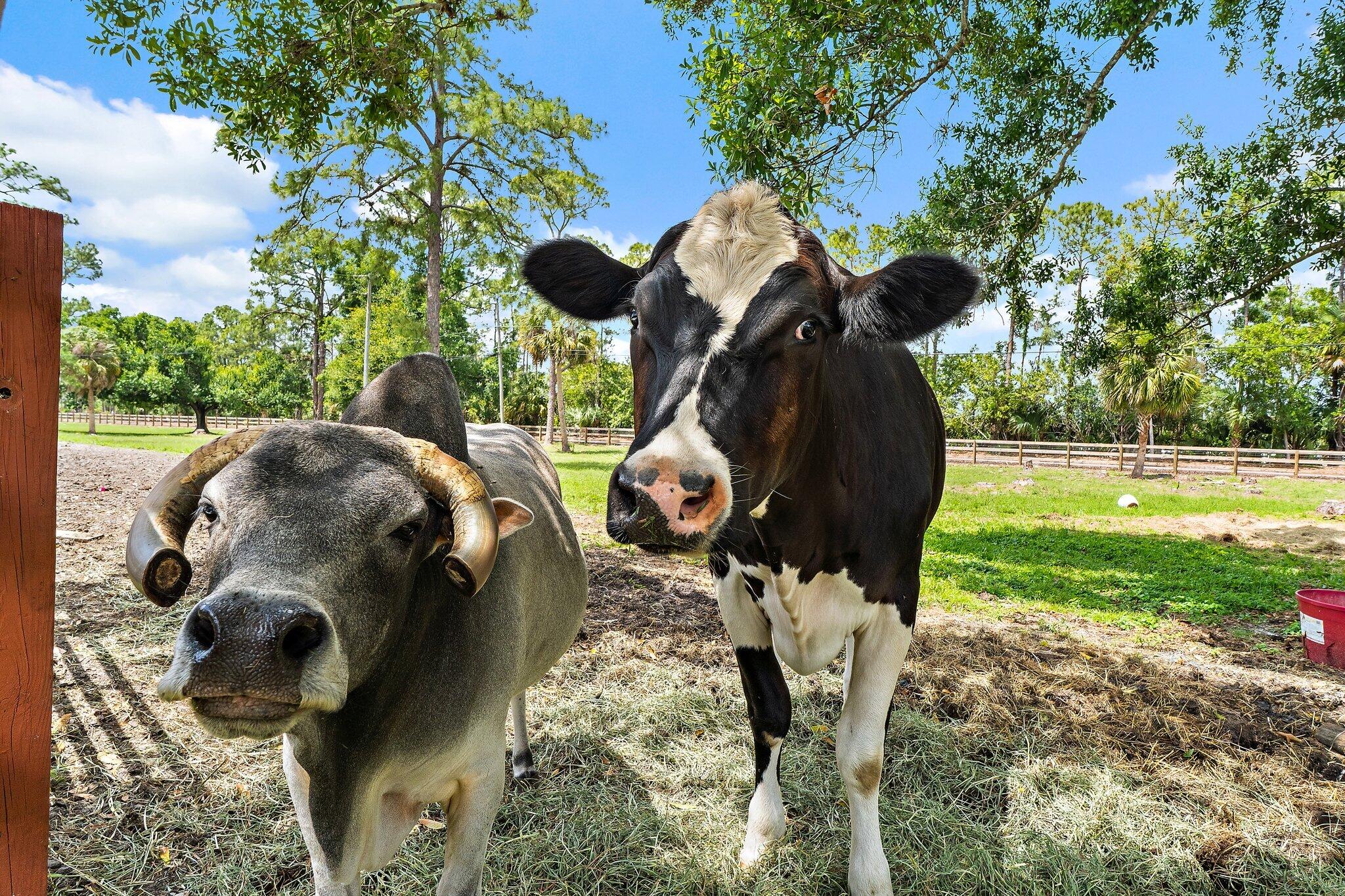 16411 Jupiter Farms Road Jupiter, FL 33478 - Photo 18 of 25 039-16411JupiterFarmsRd-Jupiter-SMALL