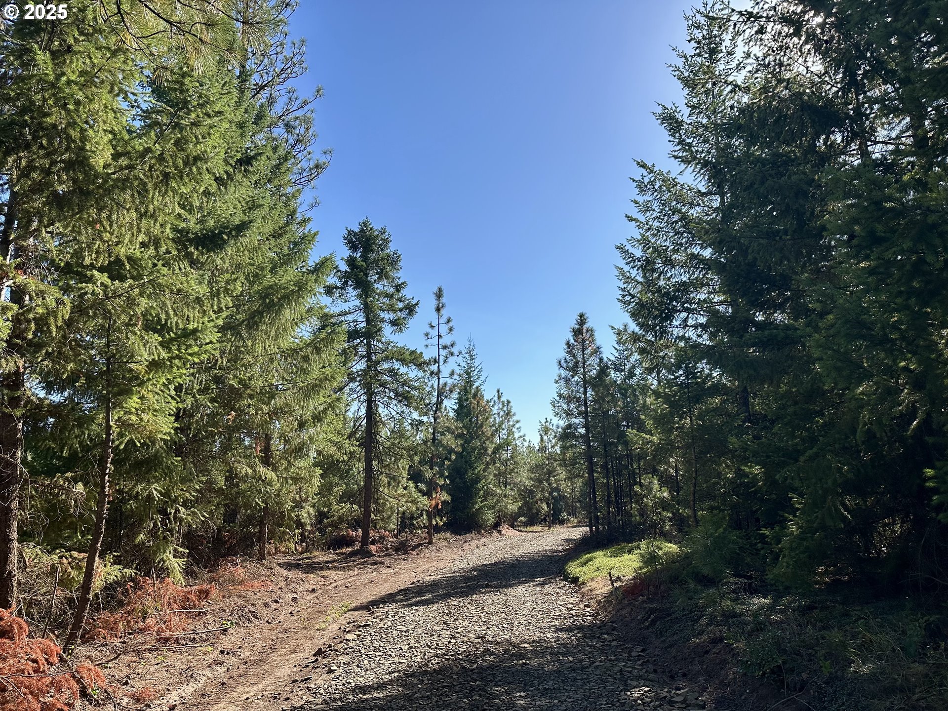 Black Butte Goldendale, WA 98620 - Photo 23 of 38 a view of a forest with trees in the background