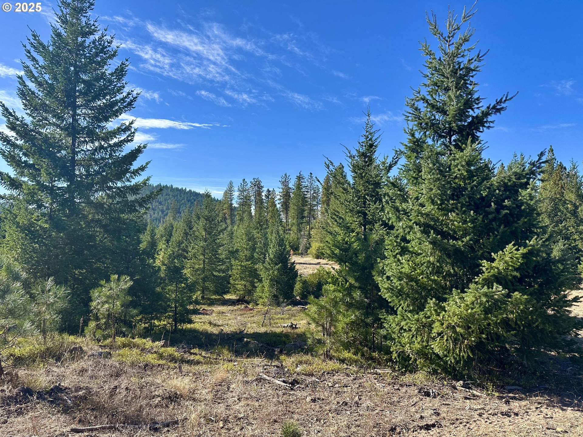 Black Butte Goldendale, WA 98620 - Photo 25 of 38 a view of a yard with a tree