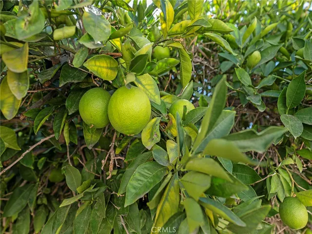 a view of a plant in a garden