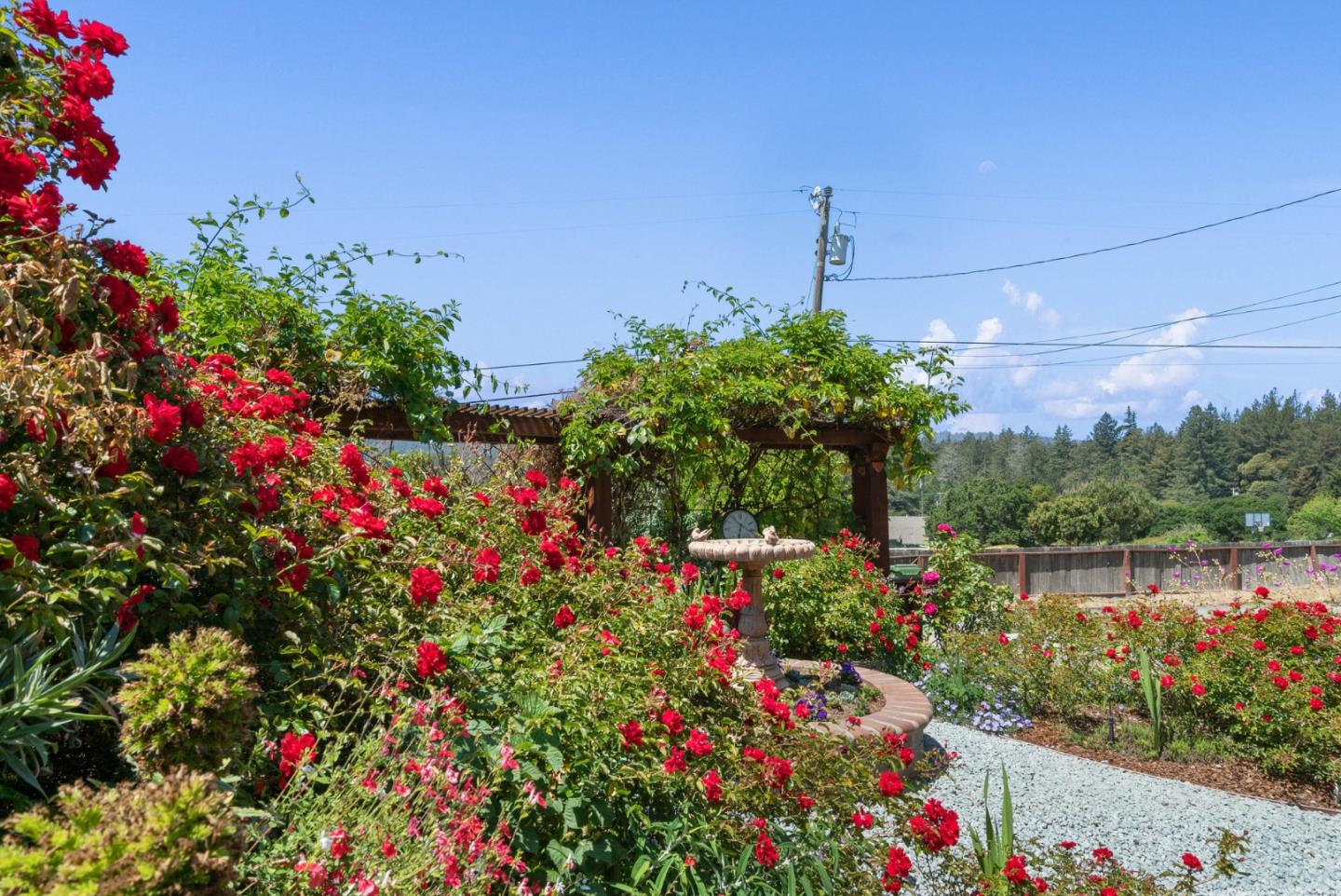 380 Sims Road Santa Cruz, CA 95060 - Photo 54 of 72 a view of a flower in a garden