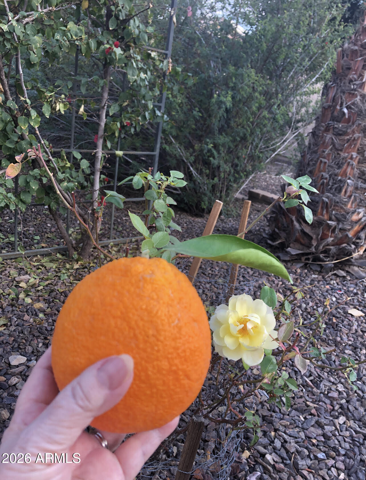 13055 West Cliffrose Road Peoria, AZ 85383 - Photo 25 of 52 Orange