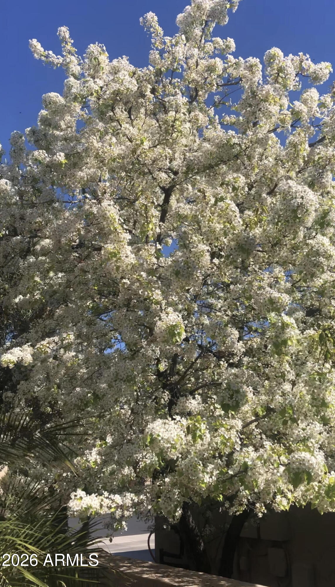 13055 West Cliffrose Road Peoria, AZ 85383 - Photo 26 of 52 Flowering tree