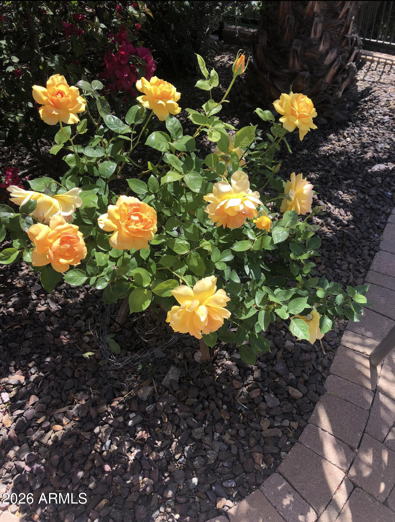 13055 West Cliffrose Road Peoria, AZ 85383 - Photo 27 of 52 roses