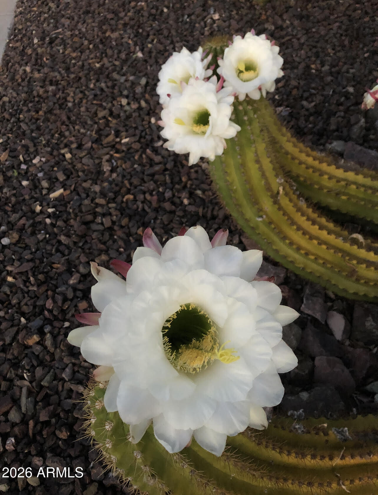 13055 West Cliffrose Road Peoria, AZ 85383 - Photo 28 of 52 CactusBloom
