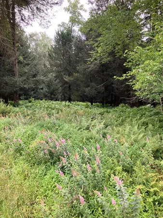 $76,500 | Jaketown Road, Monticello, NY 12701